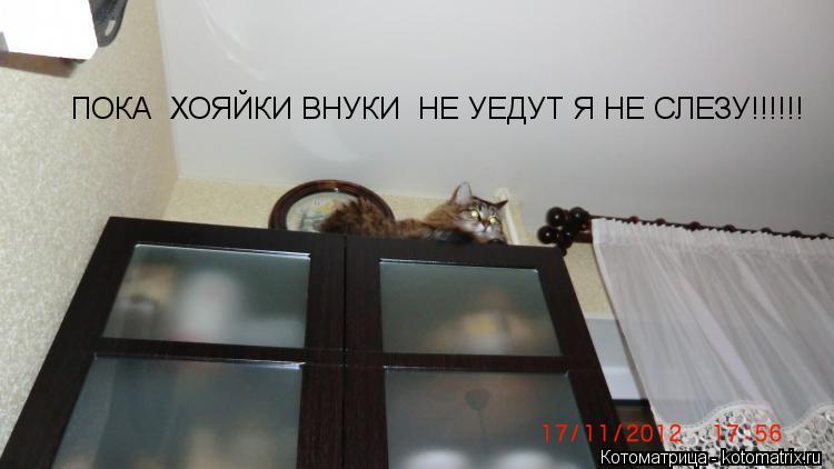 Котоматрица: ПОКА  ХОЯЙКИ ВНУКИ  НЕ УЕДУТ Я НЕ СЛЕЗУ!!!!!!