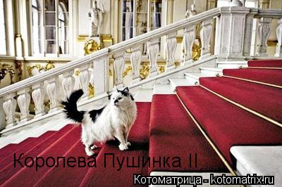 Королева Пушинка II... Котоматрица: Королева Пушинка II