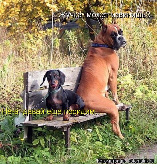 Жучка, может извинишь? Не-а, давай еще посидим...... Котоматрица: Жучка, может извинишь? Не-а, давай еще посидим...