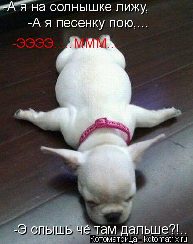 Котоматрица: -А я на солнышке лижу, -А я песенку пою,... -ЭЭЭЭ.....МММ.... -Э слышь чё там дальше?!..