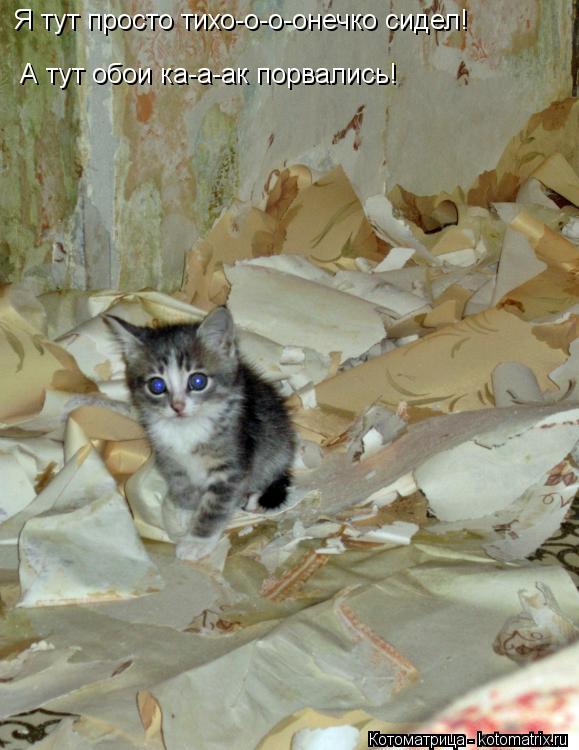Котоматрица: Я тут просто тихо-о-о-онечко сидел! А тут обои ка-а-ак порвались!