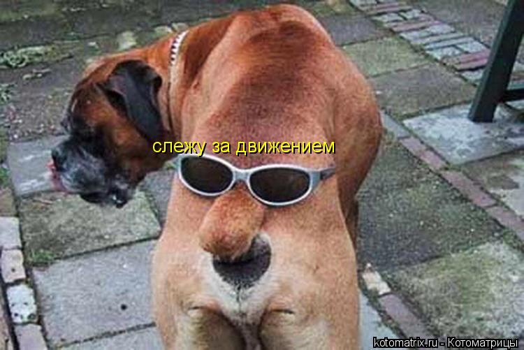 Котоматрица: слежу за движением