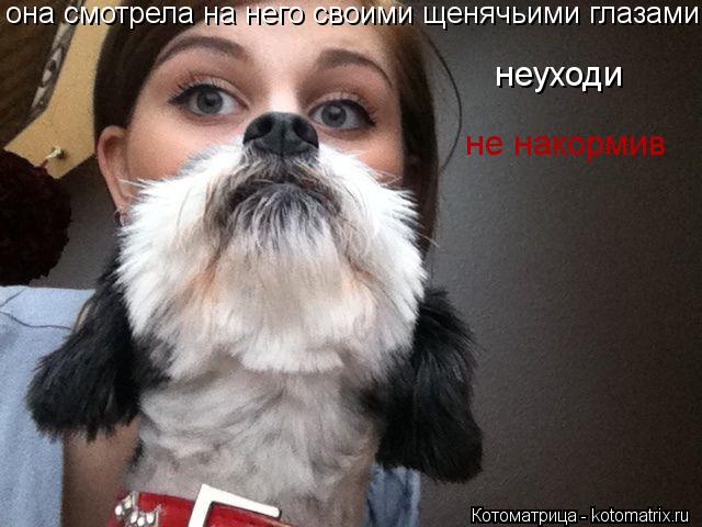Котоматрица: она смотрела на него своими щенячьими глазами неуходи не накормив