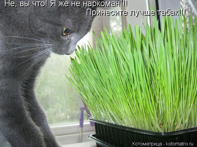 Не, вы что! Я же не наркоман!!! Принесите лучше табак!!!... Котоматрица: Не, вы что! Я же не наркоман!!! Принесите лучше табак!!!