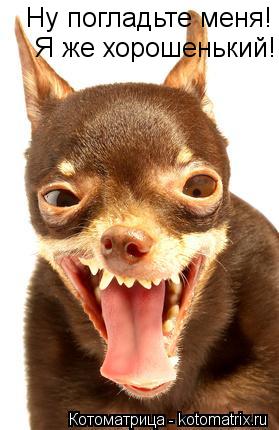 Котоматрица: Ну погладьте меня! Я же хорошенький!