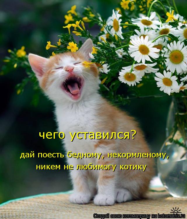 Котоматрица: чего уставился? дай поесть бедному, некормленому,  никем не любимогу котику