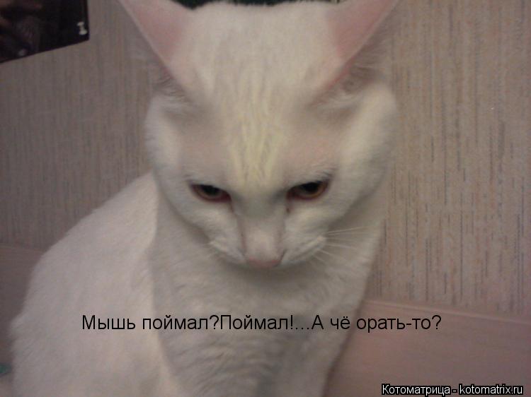 Котоматрица: Мышь поймал?Поймал!...А чё орать-то?