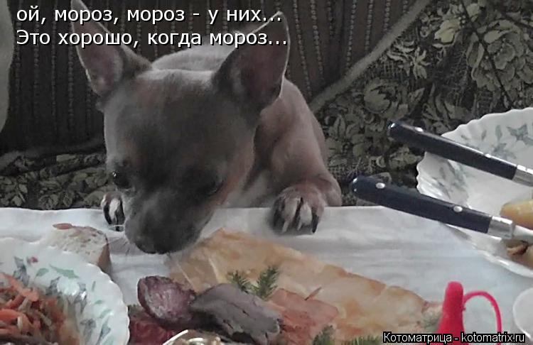 Котоматрица: ой, мороз, мороз - у них... Это хорошо, когда мороз...