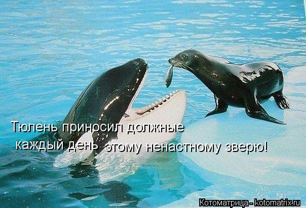 Котоматрица: Тюлень приносил должные  каждый день  этому ненастному зверю!