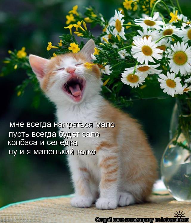 Котоматрица: мне всегда нажраться мало  пусть всегда будет сало колбаса и селёдка ну и я маленький котко
