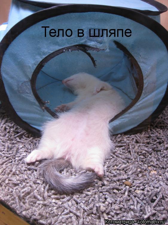 Тело в шляпе... Котоматрица: Тело в шляпе