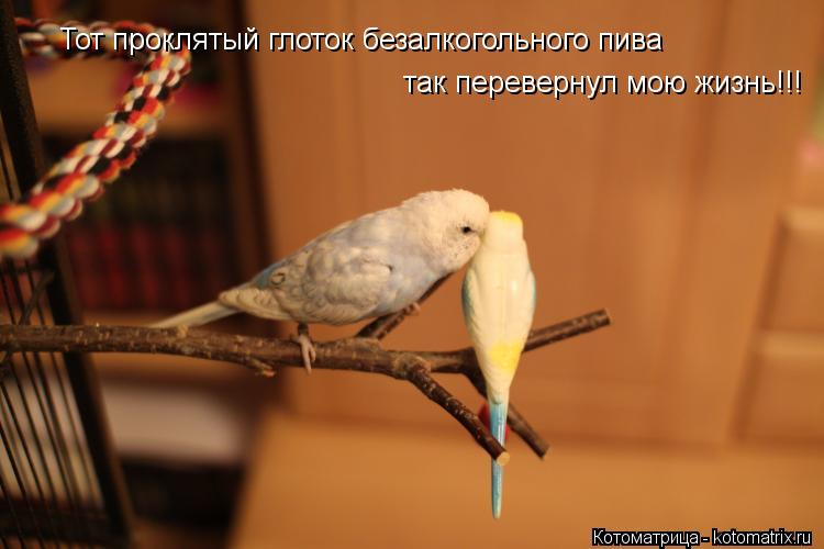 Котоматрица: Тот проклятый глоток безалкогольного пива  так перевернул мою жизнь!!!