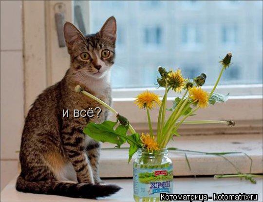 и всё?... Котоматрица: и всё?