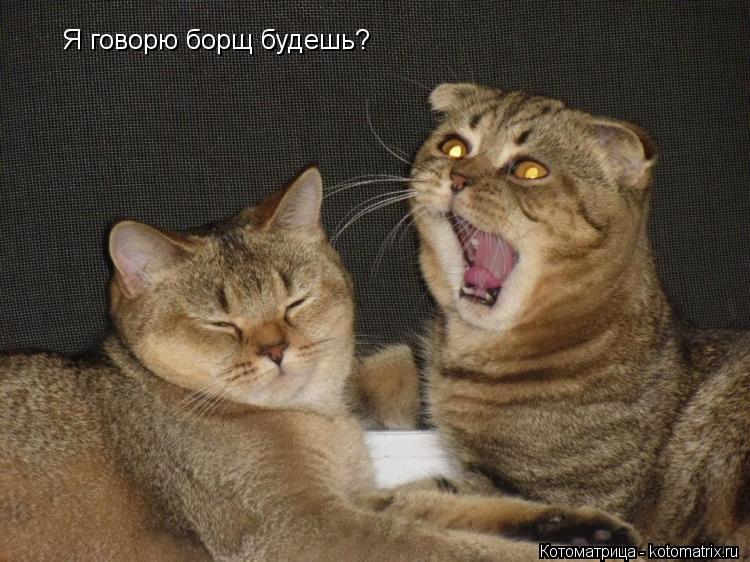Котоматрица: Я говорю борщ будешь?