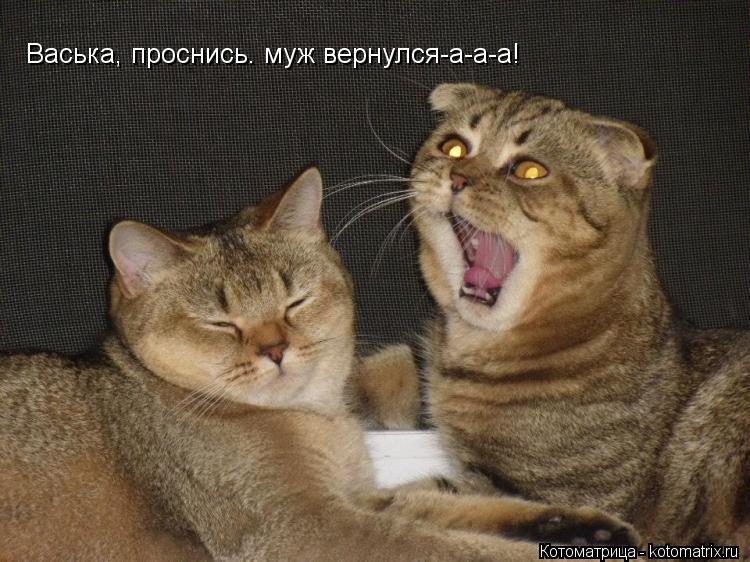 Васька, проснись. муж вернулся-а-а-а!... Котоматрица: Васька, проснись. муж вернулся-а-а-а!