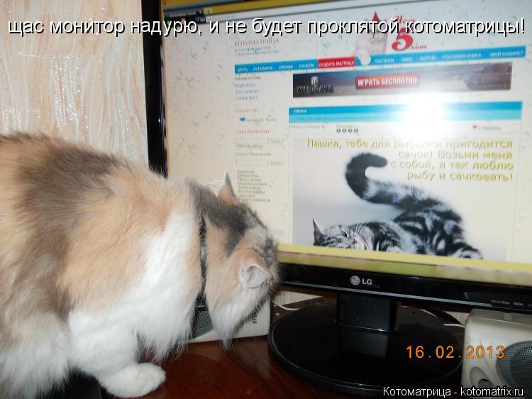 щас монитор надурю, и не будет проклятой котоматрицы! щас монитор надурю, и не будет проклятой котома... Котоматрица: щас монитор надурю, и не будет проклятой котоматрицы! щас монитор надурю, и не будет проклятой котоматрицы!
