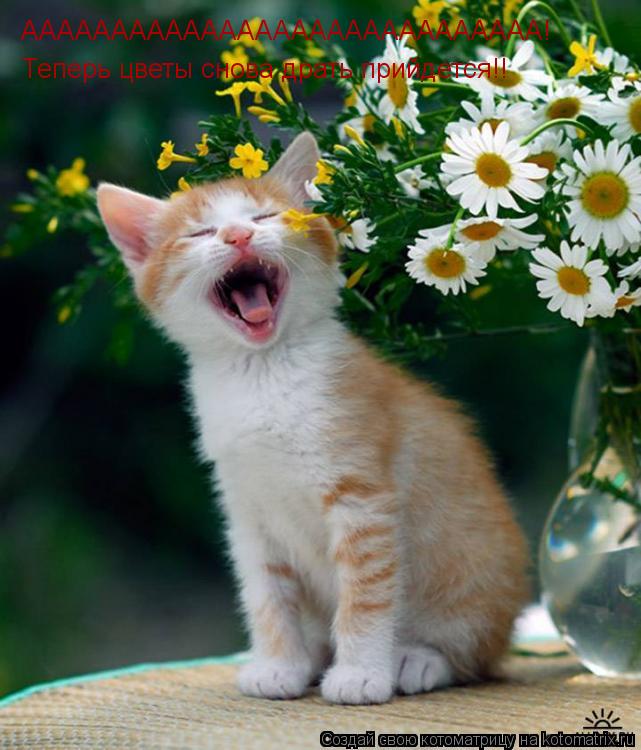 Котоматрица: ААААААААААААААААААААААААААААА! Теперь цветы снова драть прийдется!!