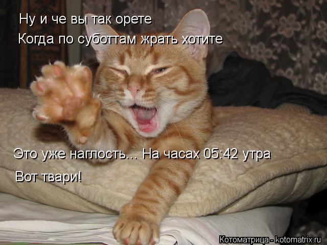 Котоматрица: Ну и че вы так орете Когда по суботтам жрать хотите Это уже наглость... На часах 05:42 утра Вот твари!