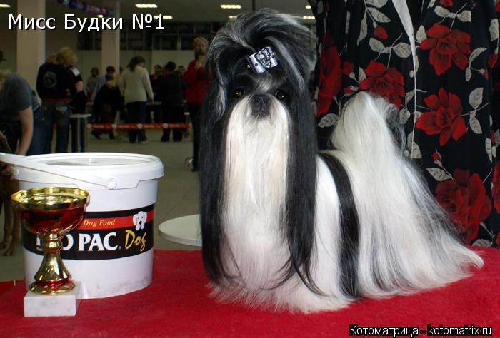 Мисс Будки №1... Котоматрица: Мисс Будки №1