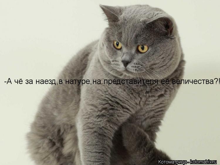 -А чё за наезд,в натуре,на представителя её величества?!... Котоматрица: -А чё за наезд,в натуре,на представителя её величества?!