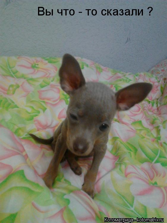 Котоматрица: Вы что - то сказали ?