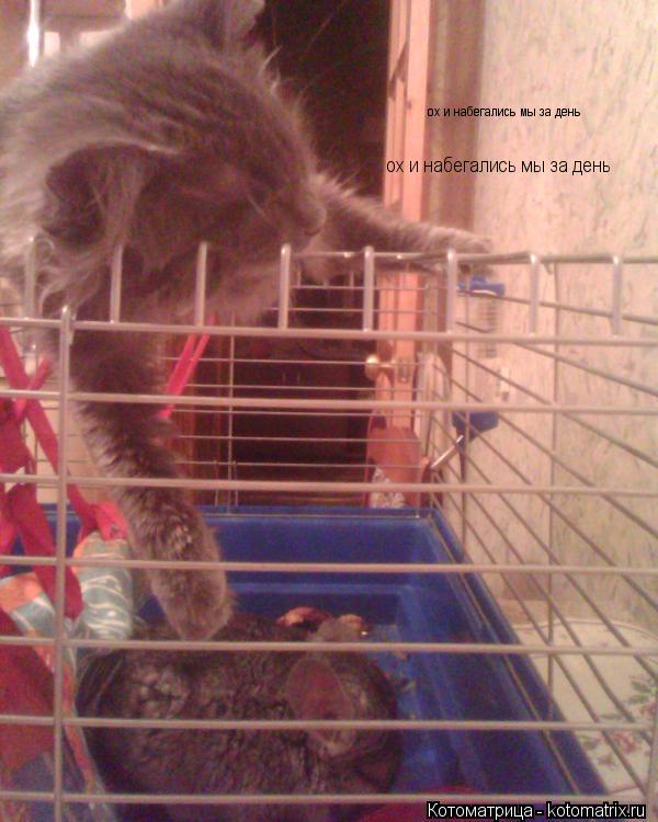 Котоматрица: ох и набегались мы за день ох и набегались мы за день