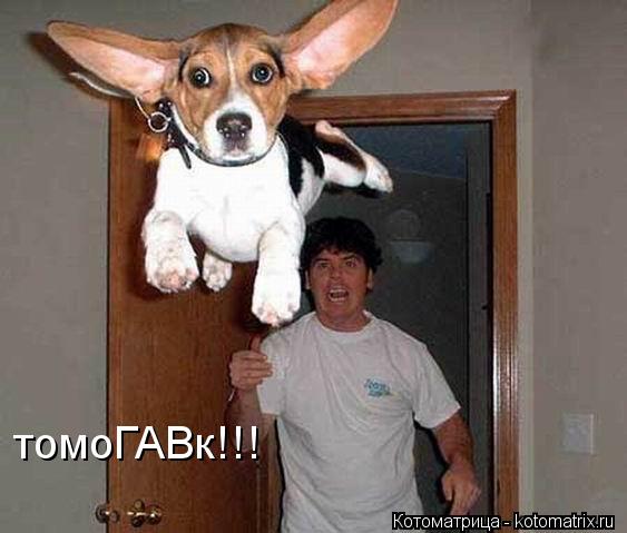 Котоматрица: томоГАВк!!!