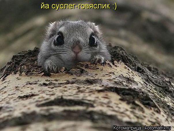 Котоматрица: йа суслег-говяслик :)