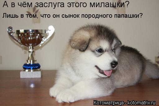 Котоматрица: А в чём заслуга этого милашки? Лишь в том, что он сынок породного папашки?
