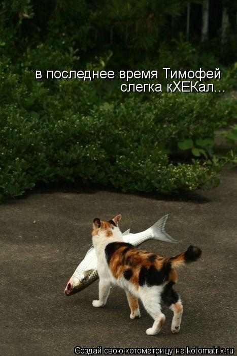 Котоматрица: в последнее время Тимофей слегка кХЕКал...