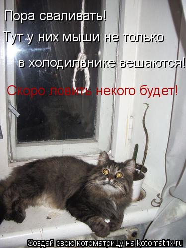 Котоматрица: Пора сваливать! Тут у них мыши не только  в холодильнике вешаются! Скоро ловить некого будет!