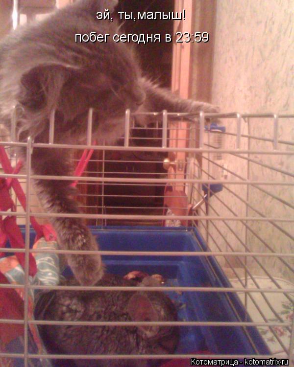 Котоматрица: эй, ты,малыш! побег сегодня в 23:59