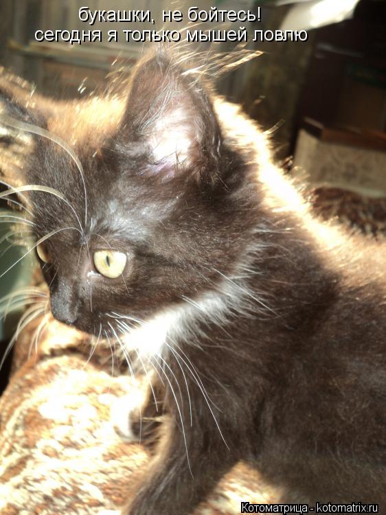 Котоматрица: букашки, не бойтесь!  сегодня я только мышей ловлю