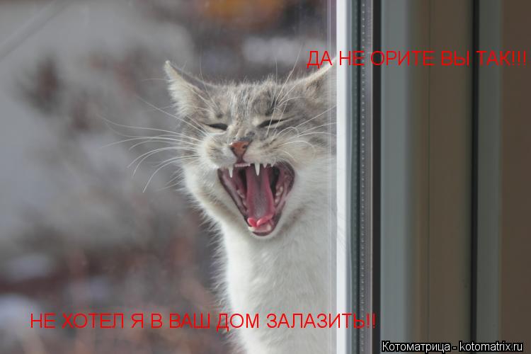 Котоматрица: ДА НЕ ОРИТЕ ВЫ ТАК!!! НЕ ХОТЕЛ Я В ВАШ ДОМ ЗАЛАЗИТЬ!!        НЕ ХОТЕЛ Я В ВАШ ДОМ ЗАЛАЗИТЬ!!