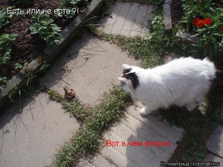 Есть или не есть ? ! Вот в чём вопрос...... Котоматрица: Есть или не есть ? ! Вот в чём вопрос...