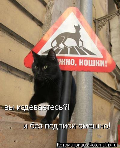 вы издеваетесь?! и без подписи смешно!... Котоматрица: вы издеваетесь?! и без подписи смешно!