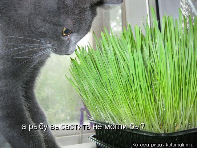 Котоматрица: а рыбу вырастить не могли бы?