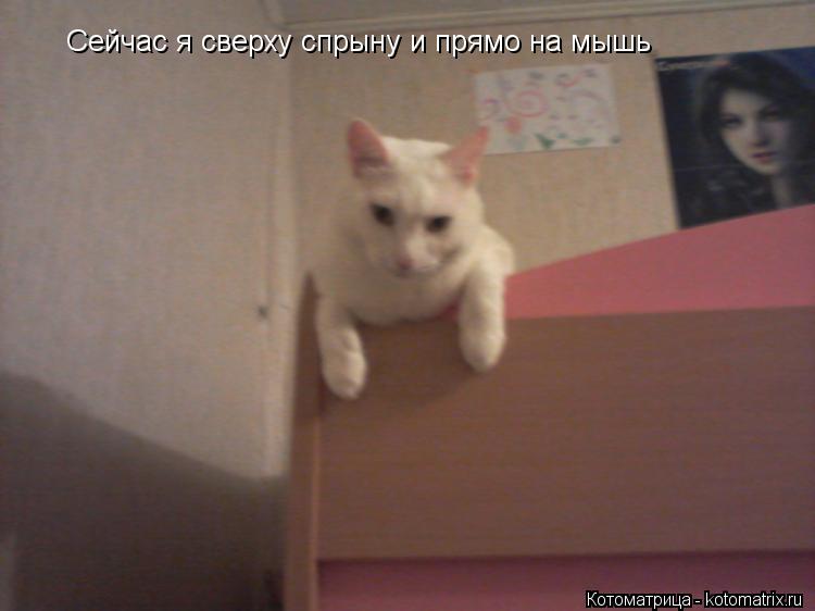 Котоматрица: Сейчас я сверху спрыну и прямо на мышь