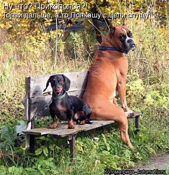 Котоматрица: Ну что? Прикололся?!  Топай дальше, а то Полкашу с цепи спущу!