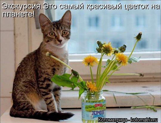 Котоматрица: Экскурсия.Это самый красивый цветок на Экскурсия.Это самый красивый цветок на планете!