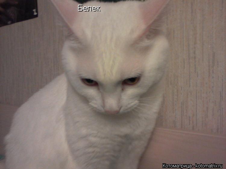 Котоматрица: Белек