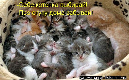 Котоматрица: -Себе котёнка выбирай! Про скуку дома забывай!