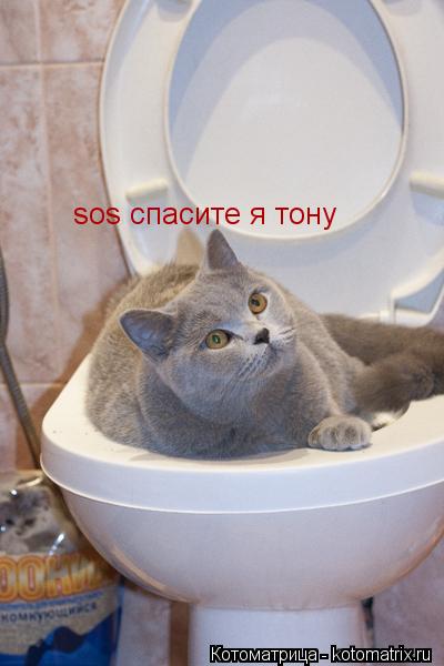Котоматрица: sos спасите я тону