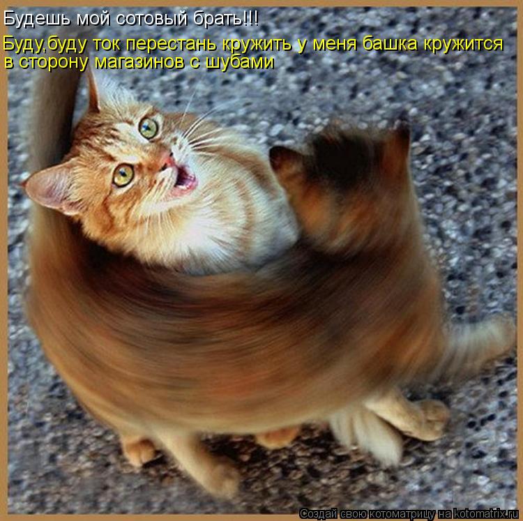 Котоматрица: Будешь мой сотовый брать!!! Буду,буду ток перестань кружить у меня башка кружится  в сторону магазинов с шубами