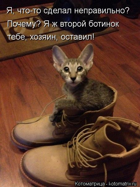 Я, что-то сделал неправильно? Почему? Я ж второй ботинок тебе, хозяин, оставил!... Котоматрица: Я, что-то сделал неправильно? Почему? Я ж второй ботинок тебе, хозяин, оставил!