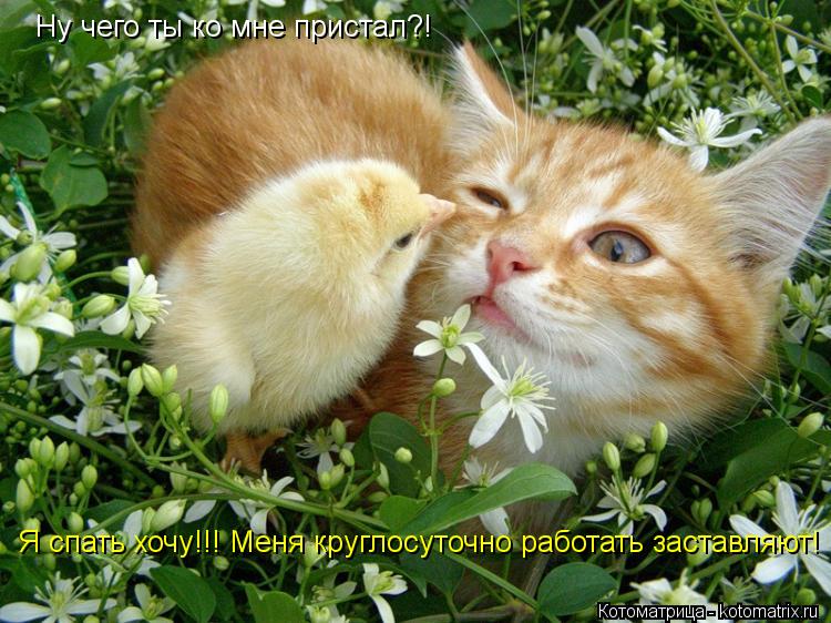 Ну чего ты ко мне пристал?! Я спать хочу!!! Меня круглосуточно работать заставляют!... Котоматрица: Ну чего ты ко мне пристал?! Я спать хочу!!! Меня круглосуточно работать заставляют!