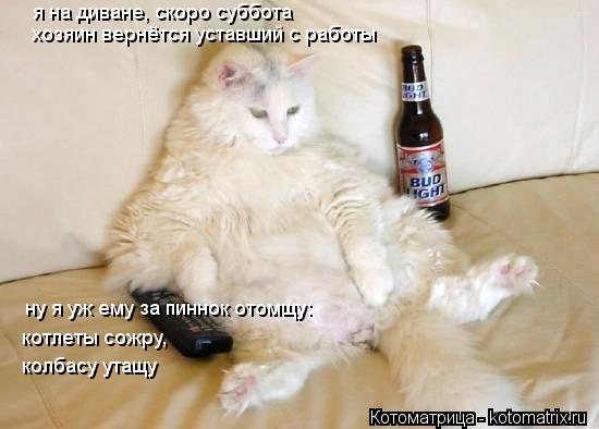 Котоматрица: я на диване, скоро суббота хозяин вернётся уставший с работы ну я уж ему за пиннок отомщу: котлеты сожру, колбасу утащу