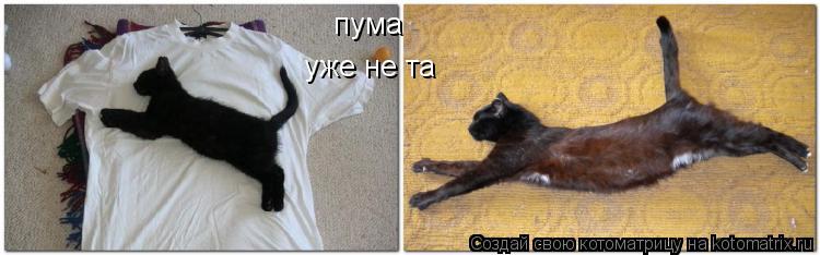 Котоматрица: пума уже не та