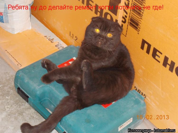 Котоматрица: Ребята ну до делайте ремонт когти поточить не где!