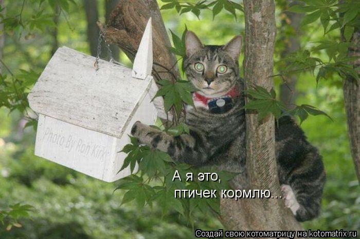 Котоматрица: А я это, птичек кормлю...